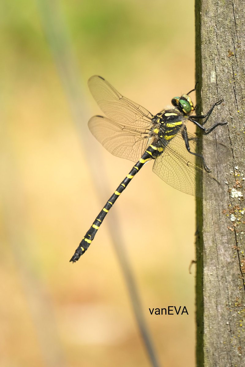 e_vanEVA's tweet image. Mijn vrije keuze op de laatste #libellente is de #gewonebronlibel. 
Dank je wel @KatsmanJan voor je initiatief en enthousiasme.