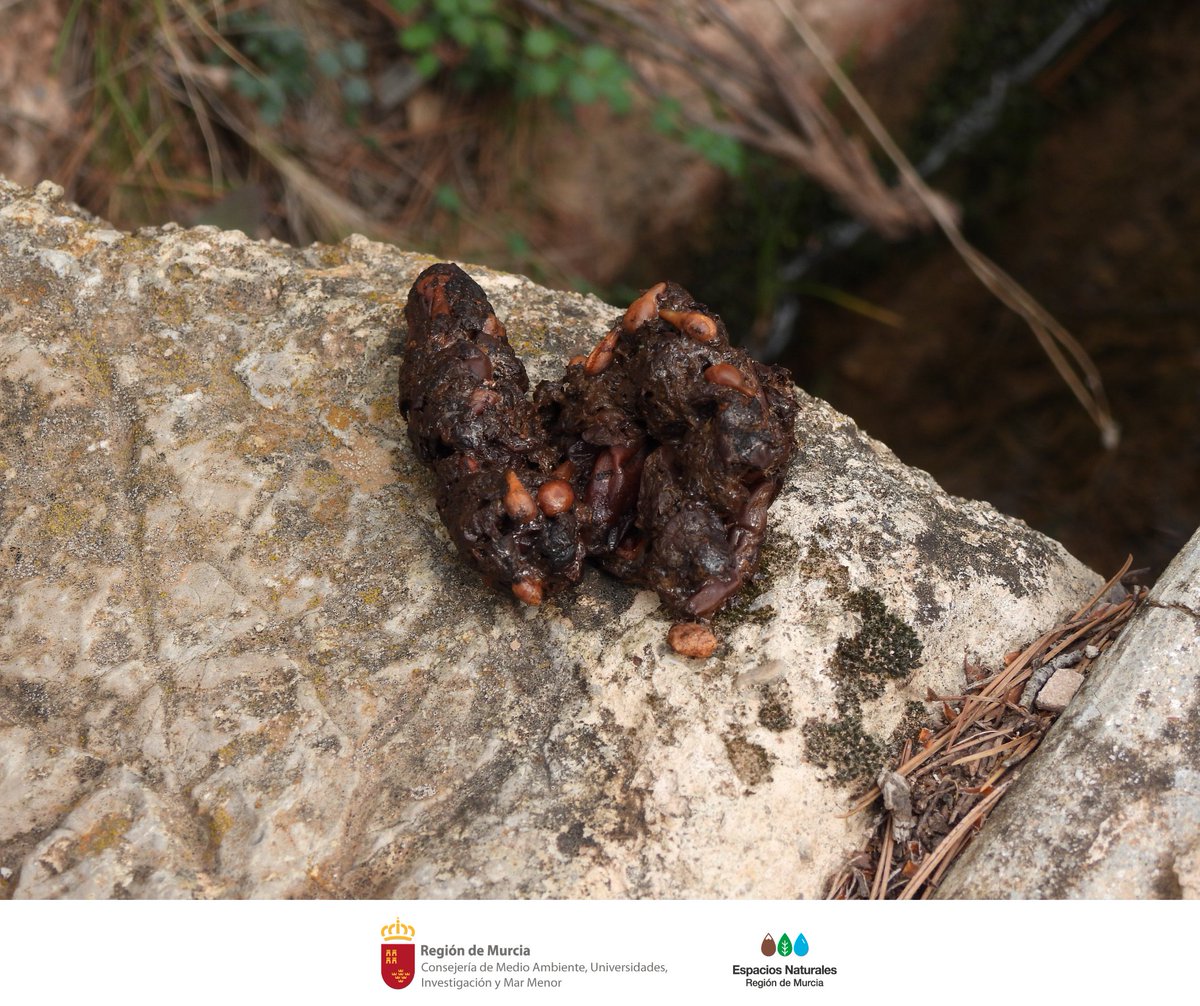 🦊 ¿Sabías que el excremento de un zorro puede decirnos mucho sobre su dieta? 💩 Al observar detenidamente sus heces podemos identificar restos de plantas, semillas o incluso huesos de presas que han formado parte de su alimentación. #Fauna #Rastros #SierraEspuñaPR