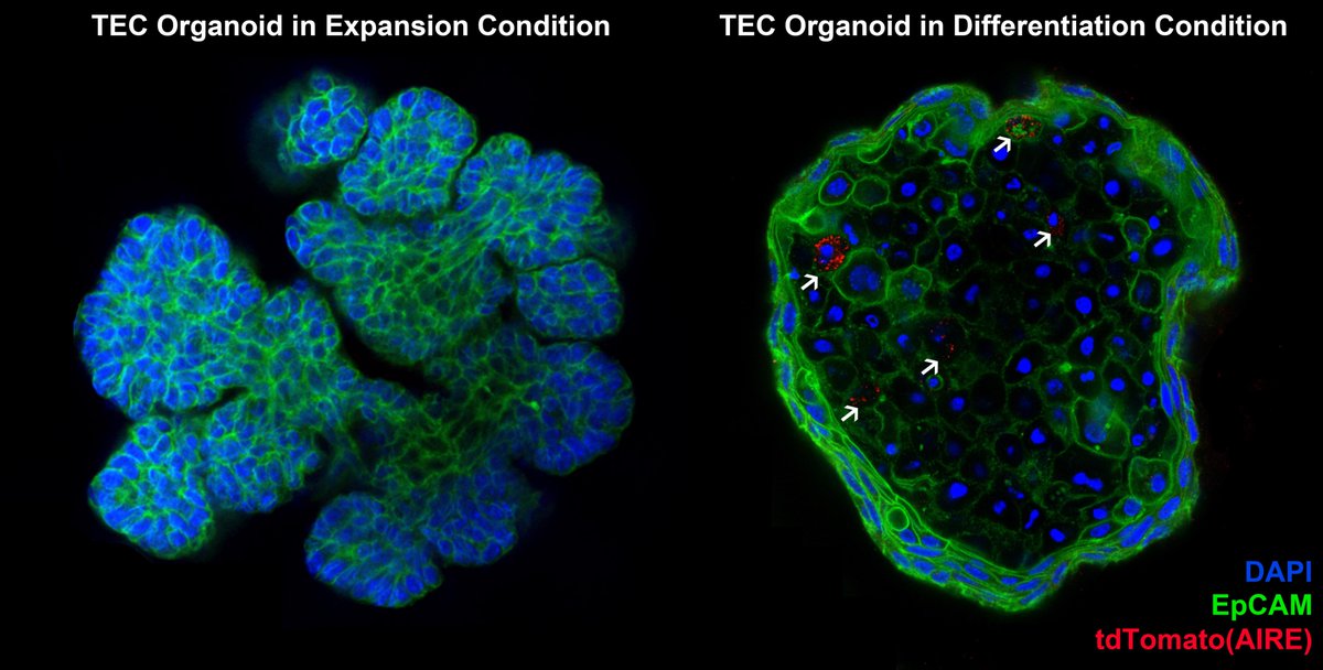 Sangho Lim and collaborators report mouse #thymus #organoid lines that can be expanded for years, represent cortex and medulla and sustain T cell development in vitro and in vivo. @TheCleversLab cell.com/cell-reports/f…