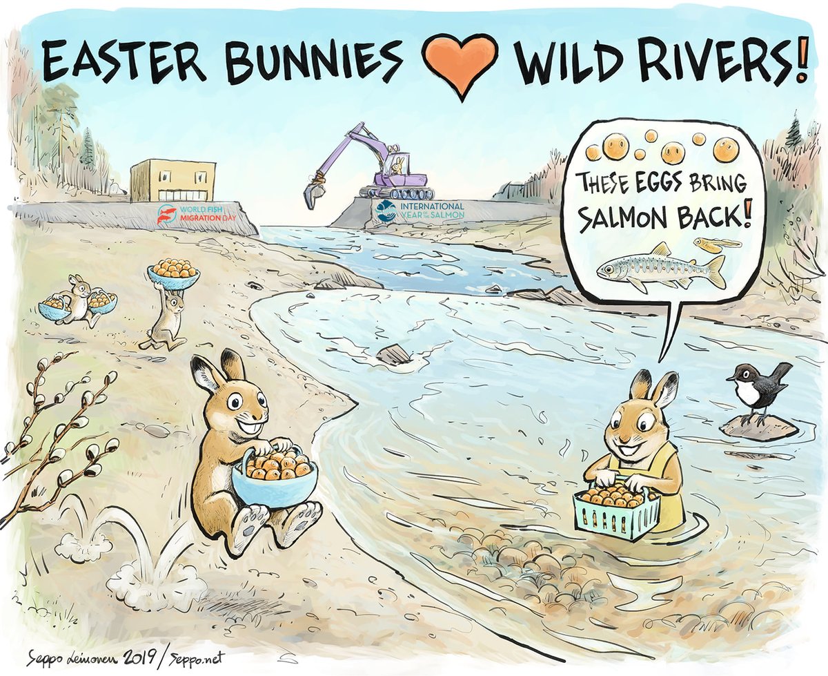 When the dam is removed, the river is born again!
#Easter #EasterBunny #EasterEggs #damremoval #rivers