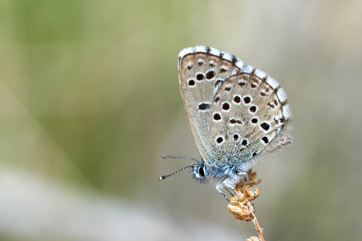 Andalucía has so much to offer in late March, even when the weather is cloudy and windy! Chapman's Green Hairstreak, Provence Hairstreak & Panoptes Blue...