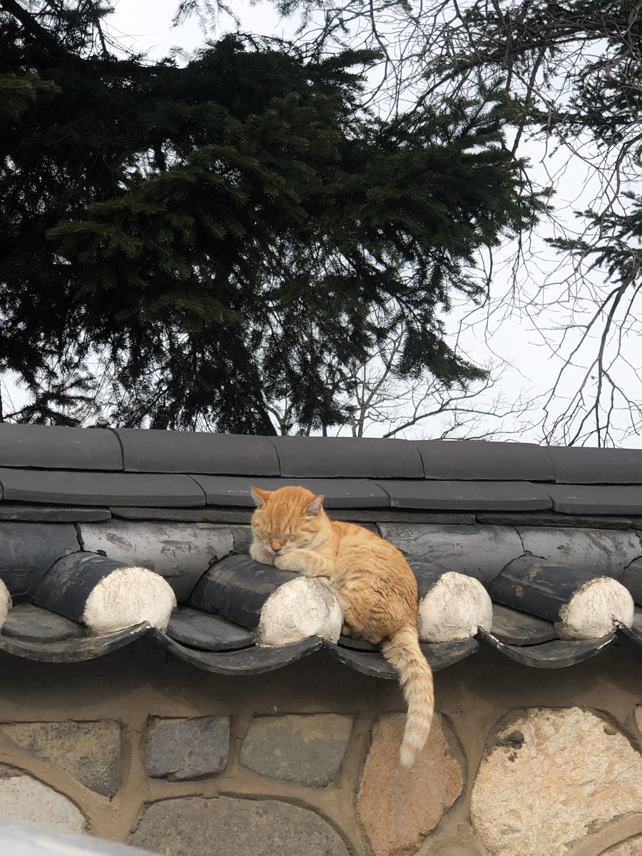 okmandooo's tweet image. 나 진짜 말도안되는 것을 봤어 얘들아..........