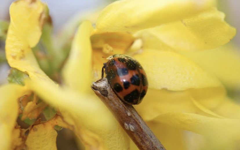 Lucky little Ladybird 🐞 🌼

#macro #photography #SpringForward