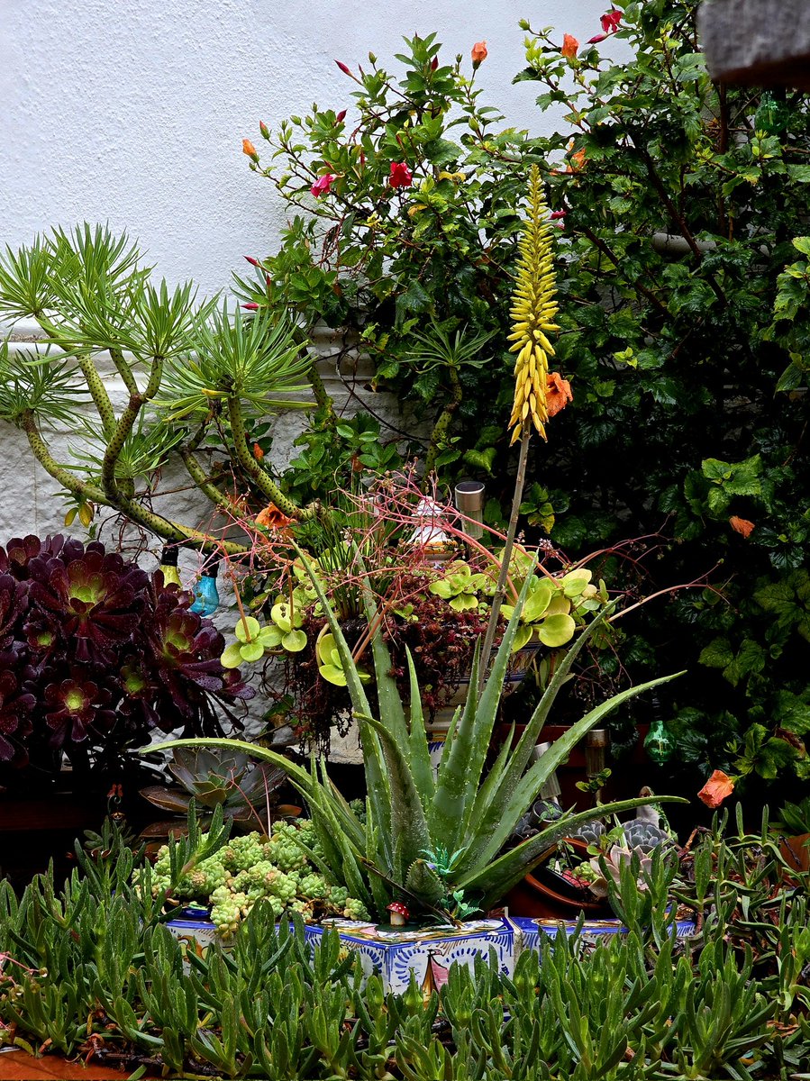Albert_GI's tweet photo. Happy Sunday.
Rain has been a pain, but succulents have never looked better.
Must have done a world of good to the surrounding areas.
@alameda_gardens must be a treat to walk once we dry up again!
#Gibraltar #nofilter https://t.co/y3iES71JSr