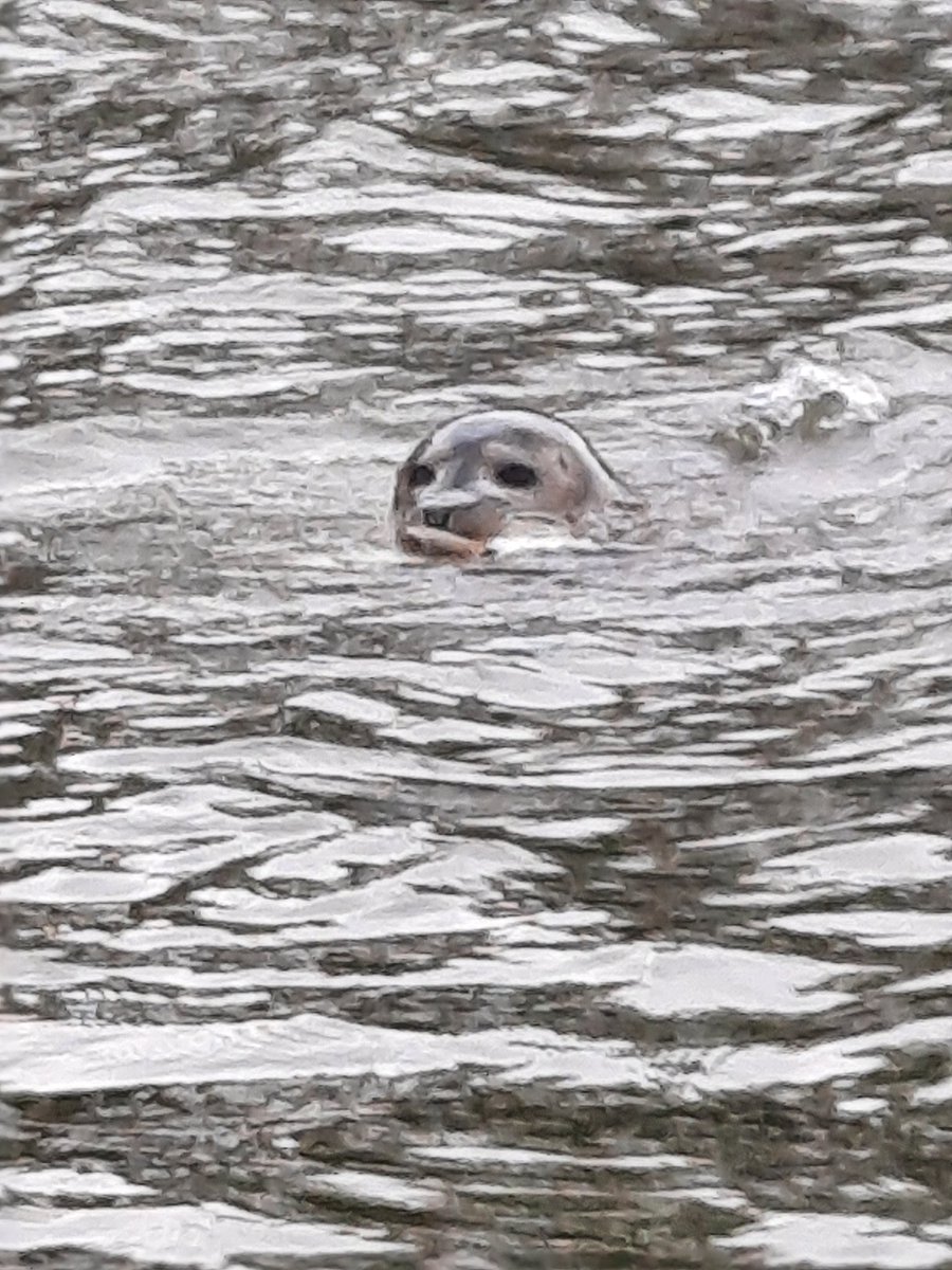 Undoubtedly the best spot in #Sussex for #AfternoonTea today <a href="/DownsRiverside/">Riverside South Downs</a> 
riversidesouthdowns.com
If you're lucky you might see the resident seal!