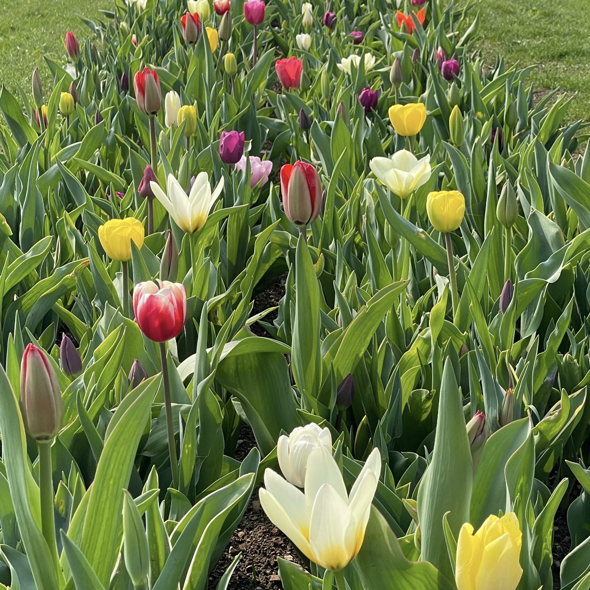 GireMax's tweet photo. Che sia una Pasqua di serenità, speranza e pace🕊️
Auguri a tutti 🐣 https://t.co/Ikyl2I6Wdj