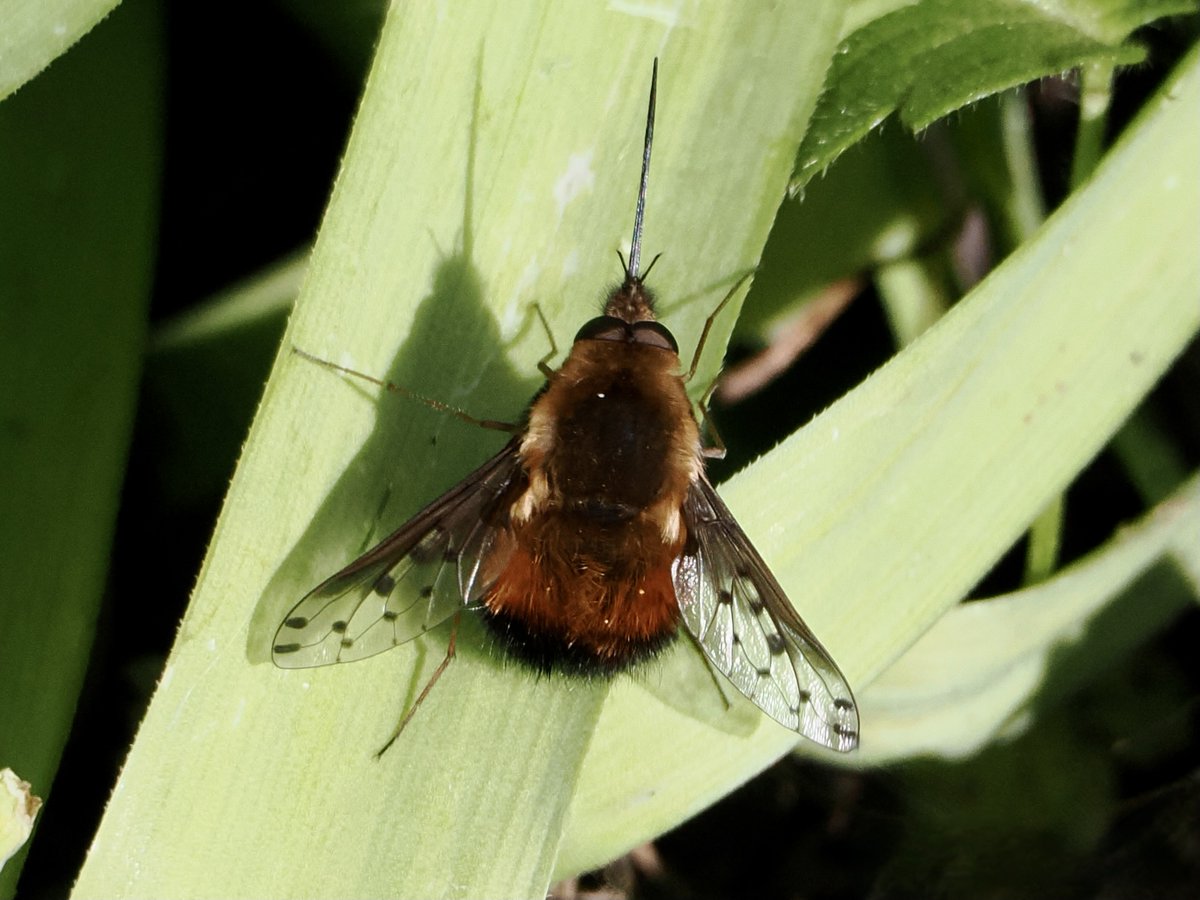 Spotted a Dotted Bee Fly in my Taunton garden 30.3.24 @SomersetWT @Buzz_dont_tweet @insectweek @WildlifeMag @wildlife_uk