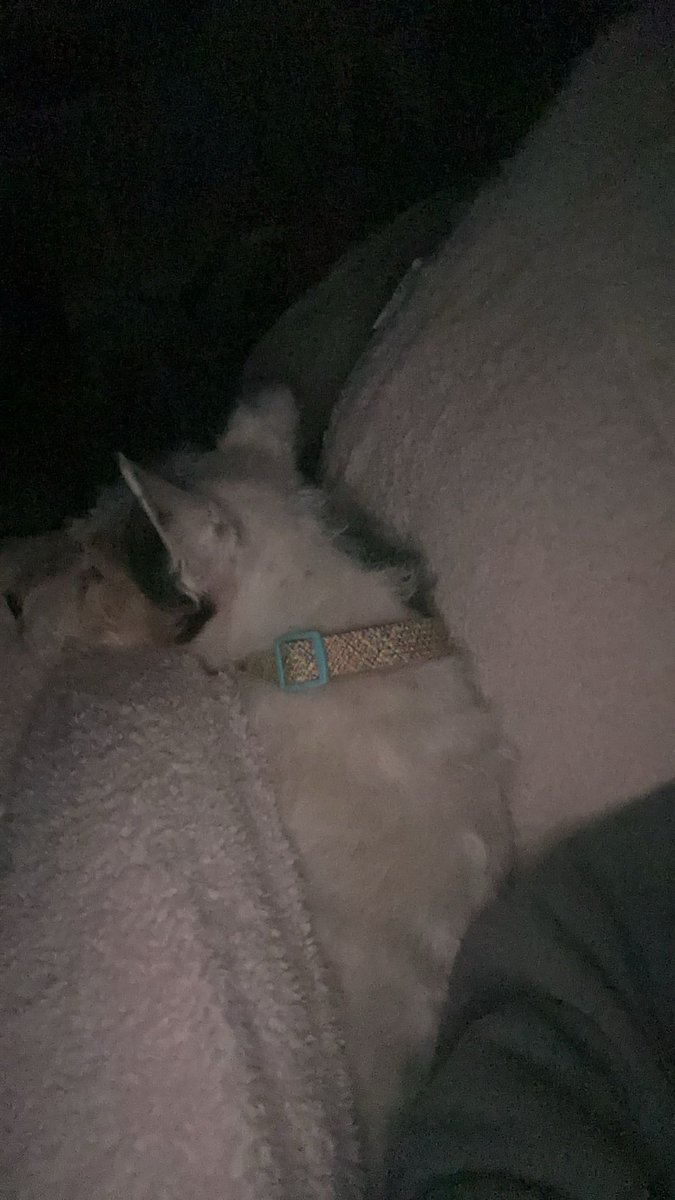 333linsss's tweet photo. forever my baby patch, just isnt the same at all without u. missing u too much pumpkin💓🪽☁️🕊️ https://t.co/pEThlswbDx