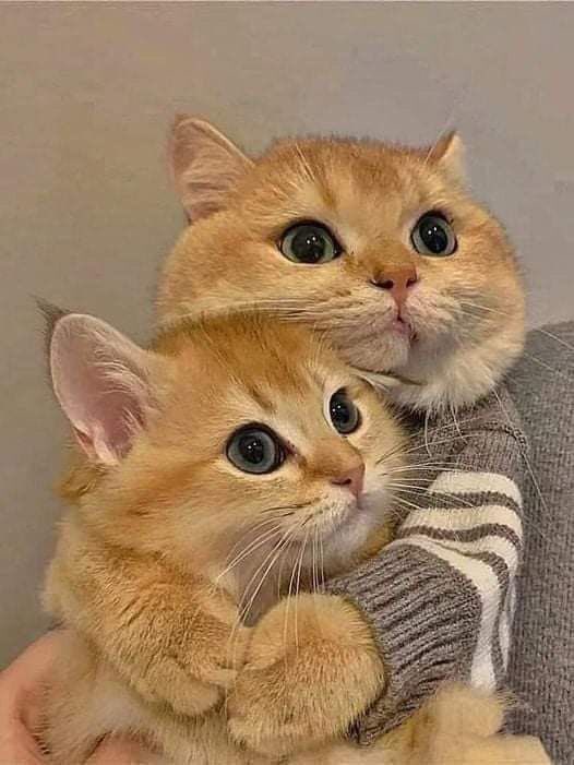 ชะนีแรมโบ้⋆.˚🦋 tweet media
