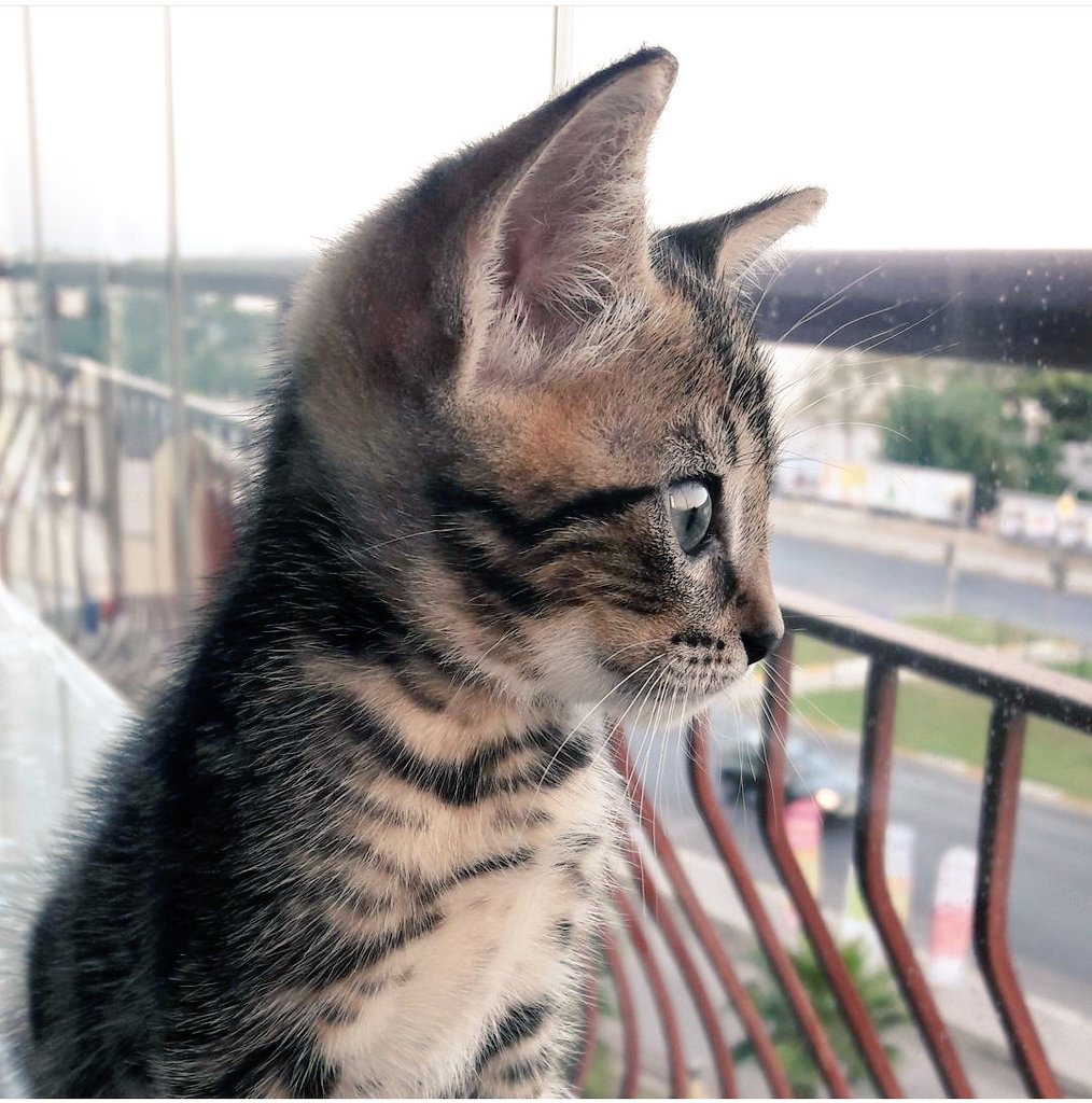 h_ozer06's tweet photo. @littletigerjess Minnak Pepper ve sürmeli gözleri... https://t.co/5BRmyDlkBM