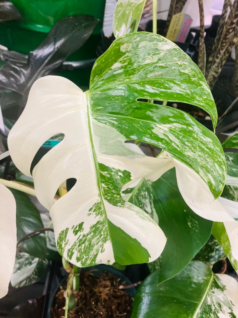 ガーデンセンター瑞穂店】 スタッフおすすめ！斑入り人気植物