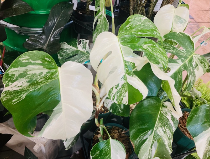 ガーデンセンター瑞穂店】 スタッフおすすめ！斑入り人気植物