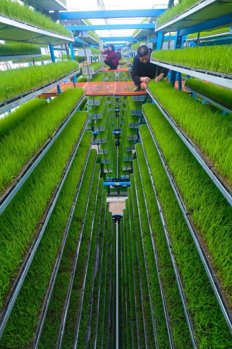 This is rice seedlings greenhouse in China. In order to achieve food security, we need to incorporate technology in all agriculture value chain(production-consumption). Wake up Africa.