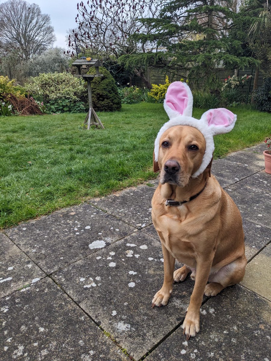 “Seriously daddy, ever year you make me wear these stupid bloody ears…” #HappyEaster