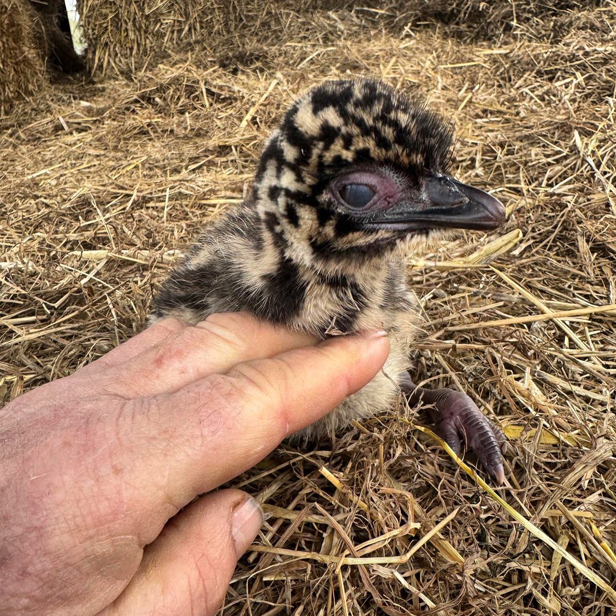 Egg-citing Easter news just in. We have an Emu chick, keep a look out on @caenhillcc for all the latest updates from Chris and Caroline. We’re so excited. #caenhillcc #emuchick #babyemu #eastersurprise #newsjustin