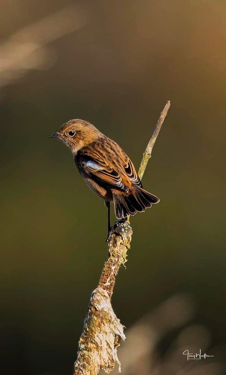 Early morning Stonechat…