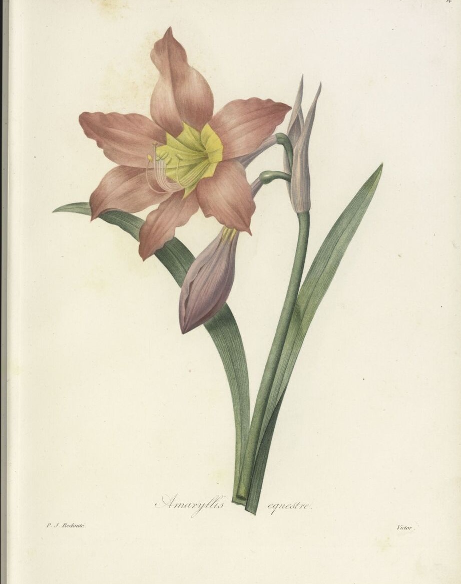 Happy Easter from the Library, Illustrations & Archives teams here at Kew! 🌺 Lilium longiflorum is also called the Easter Lily or Bermuda Easter Lily! In one of our Goods Inwards volumes and some letters we can see that Kew received Lilium harrisii from W T James in Bermuda.