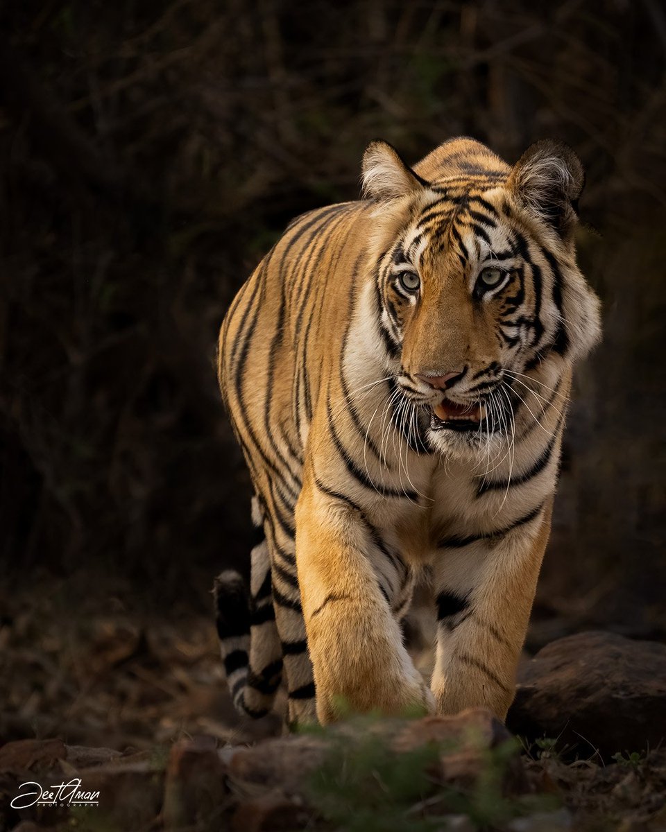 Sub-adult Tigress stalking a Sambar Deer #Tigers 
#photooftheday #photography #NaturePhotography #wildearth #wildlife
#wildlifephotography @NatGeoPhotos @WildlifeMag @ThePhotoChallng @ThePhotoHour @30DaysWild @Team4Nature @NikonIndia @AnimalPlanet @wildlifesociety @WildlifeDay