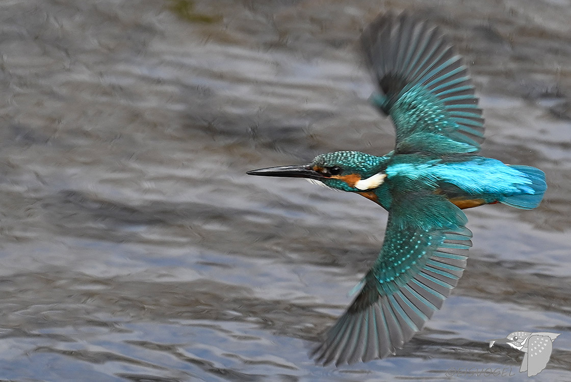 今日のカワセミ　 Eisvogel des Tages #カワセミ #かわせみ #野鳥撮影 #Kingfisher #Z9