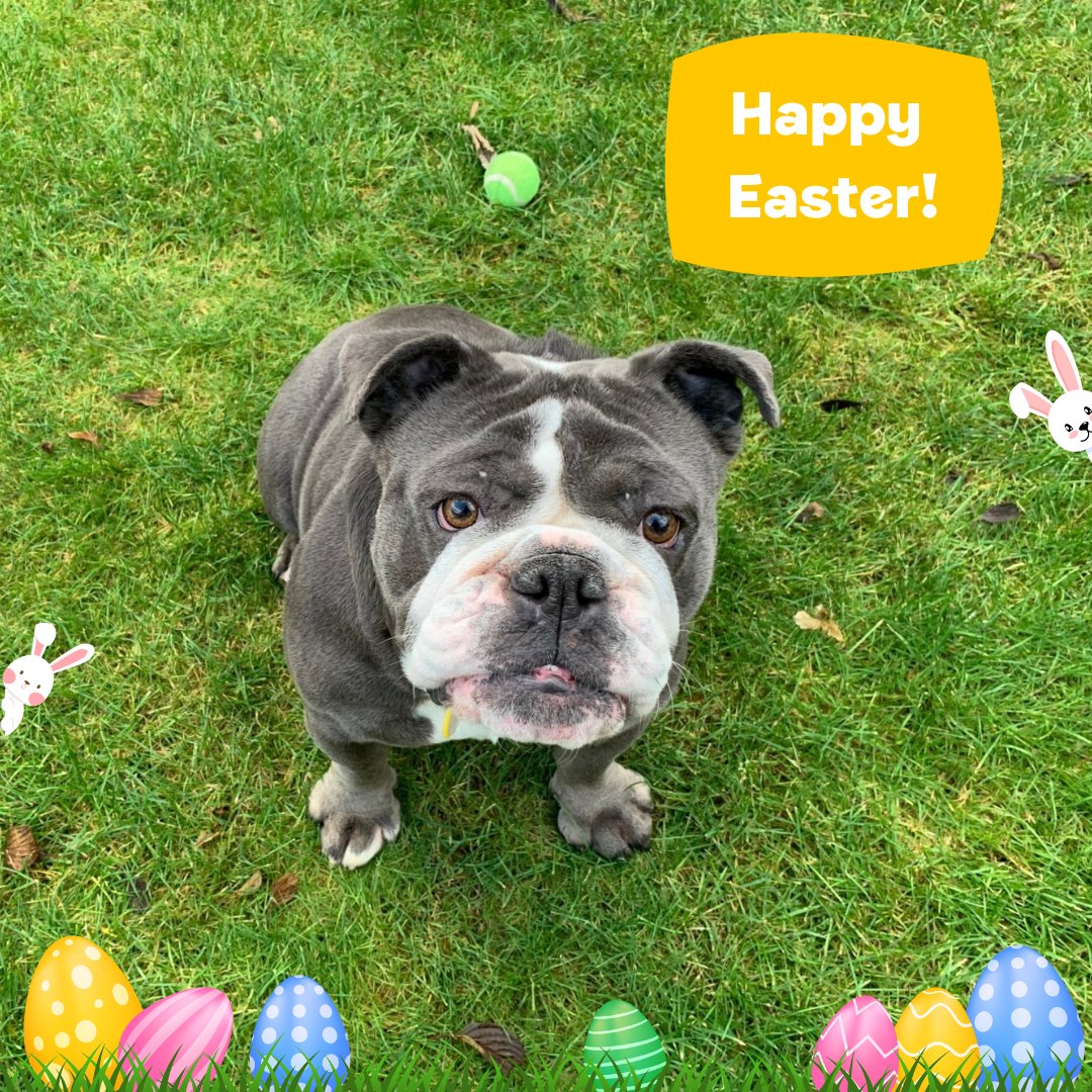 Belle would like to wish everyone a Happy Easter 🐣🐰 #Easter ##EasterSunday #DogsTrust #Easterweekend #ADogIsForLife #AdoptDontShop