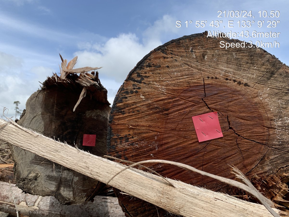 Perusahaan kelapa sawit PT Subur Karunia Raya d Distrik Meyado & Moskona, Kab. Teluk Bintuni, beroperasi dg brutal melanggar hukum dan standar bisnis berkelanjutan. Menghancurkan ekosistem gambut. Pake ilmu apa sampai belum kena pasal pidana kejahatan lingkungan. @SitiNurbayaLHK