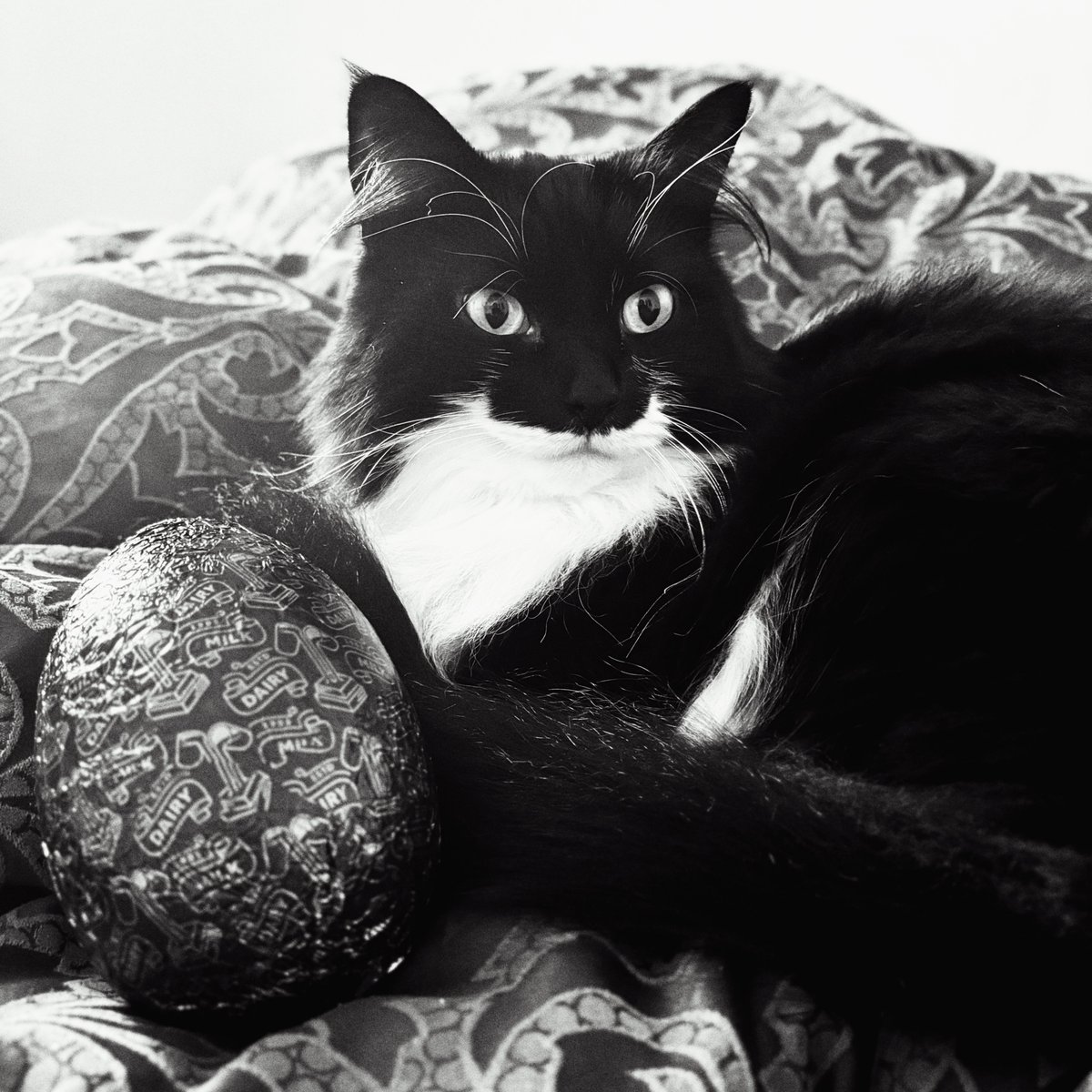Suzie Stapleton (@suziestapleton) on Twitter photo Happy Easter 🐣🐈⬛. Hope you're all having a wonderful long weekend. If you're after some reading material there's a new interview up on <a href="/mondo_sonoro/">Mondo Sonoro</a> - it was great to chat to Alex Jerez in Madrid. Mucho gusto!
mondosonoro.com/entrevistas/su…
Sx Happy Easter 🐣🐈⬛. Hope you're all having a wonderful long weekend. If you're after some reading material there's a new interview up on <a href="/mondo_sonoro/">Mondo Sonoro</a> - it was great to chat to Alex Jerez in Madrid. Mucho gusto!
mondosonoro.com/entrevistas/su…
Sx