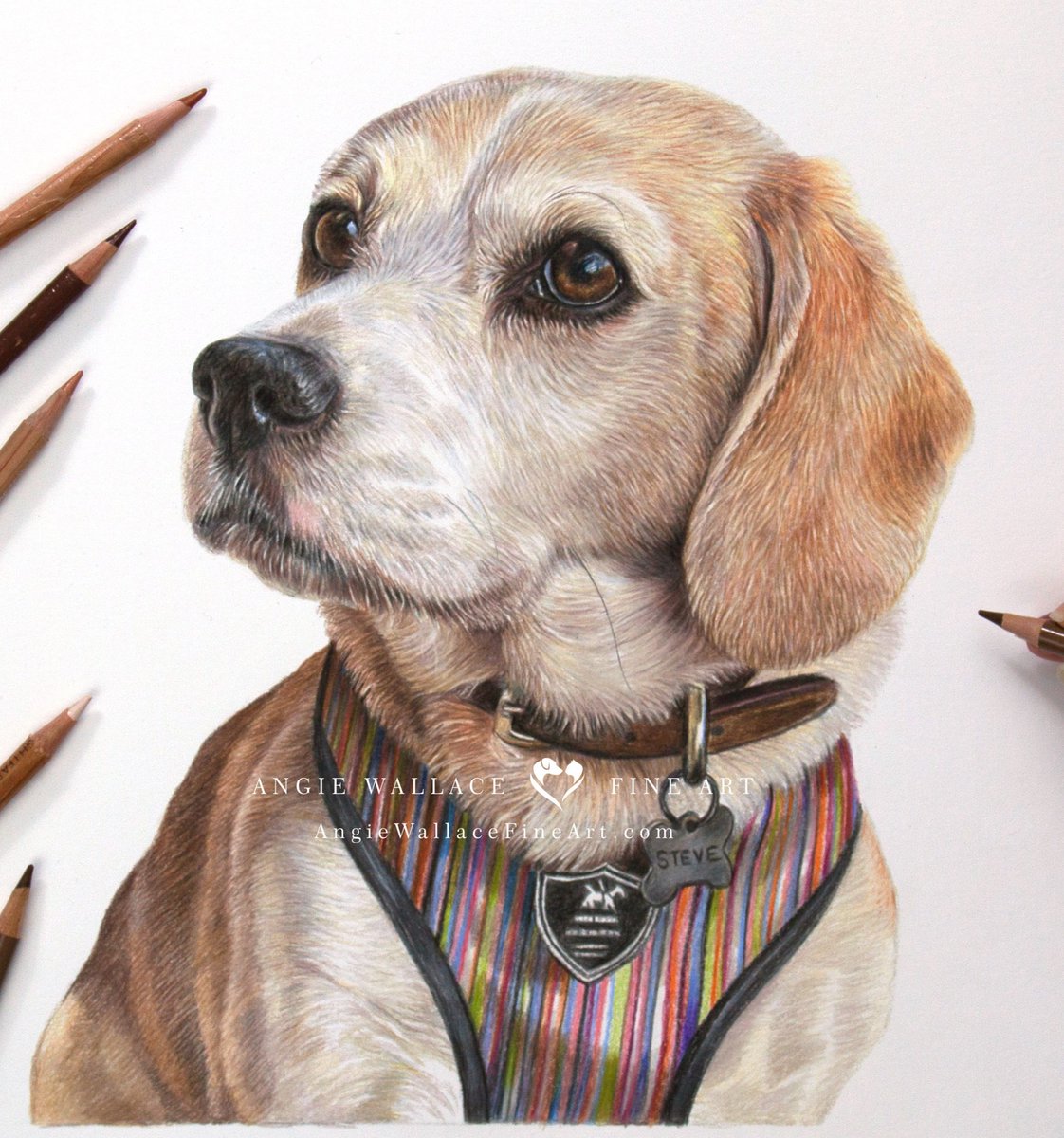 Here's Steve the 10 year old Beagle's finished portrait. As well as been a wonderful family pet, Steve is also a reading therapy dog for schools. Coloured pencils A4 8x12 Hope you like him #beagle #colouredpencils #dogportrait #petportraits #art #drawing