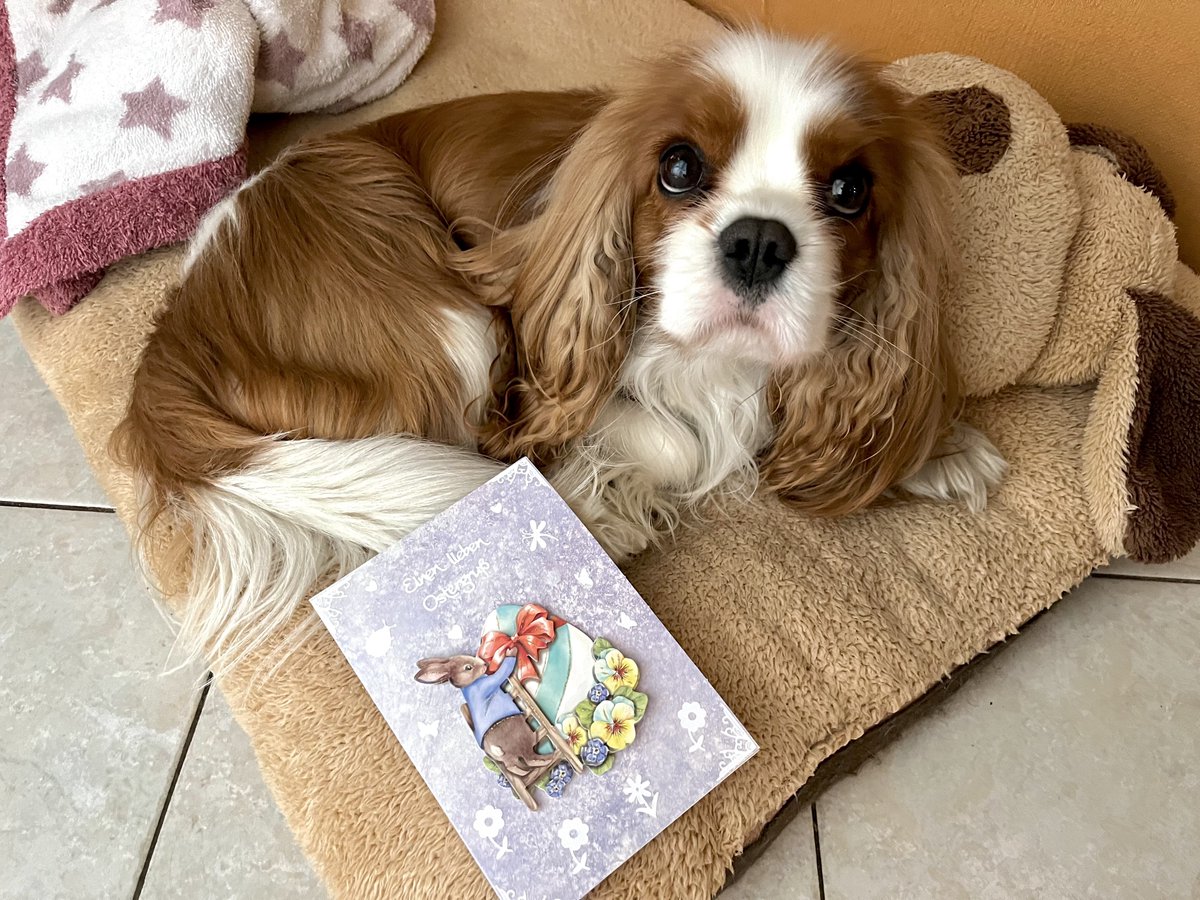 dolceSally's tweet image. Thank you so much Nanuk @Nanukchen &amp;amp; Anja for this beautiful Easter card! Thanks from the Grandies, too! #EasterCard 🐣🌸🐇🌼🕊️