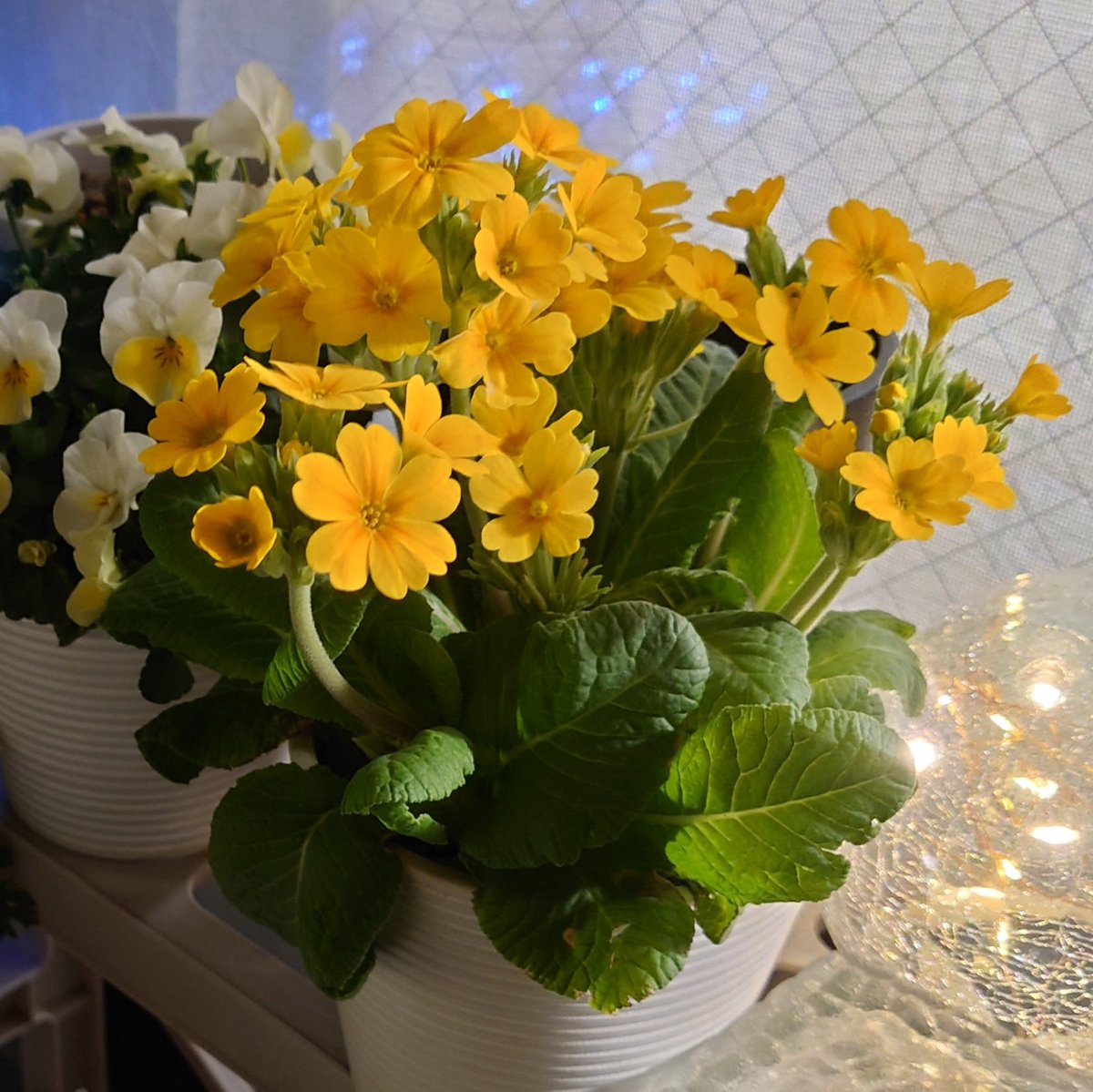 さらに4,5時間後
シャキッとしました

水をあげたからか
日が落ちたからか
真相は藪の中

アドバイスを
引き続き求めてます🙏

今後、2,3日、家を空けることがあるから
水をたっぷりあげて
半日陰に置くことになるかな

びっくりした〜😱
数時間で激変だったから
#ガーデニング
#プリムラアラカルト