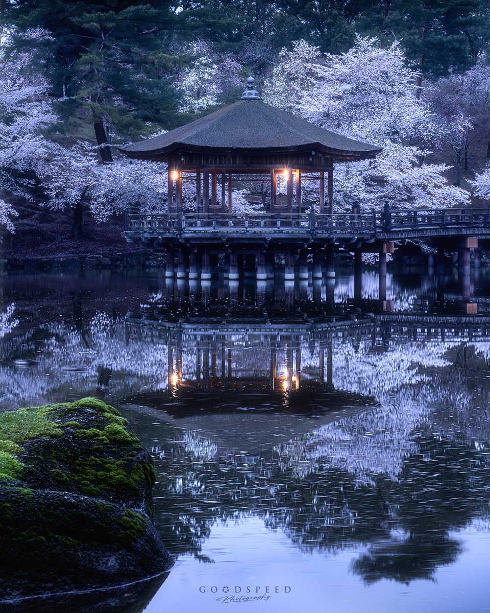 浮見堂の春🌸 '桃園の誓い'の舞台って こんなん想像してます。 (桃じゃないけど😂) #奈良公園