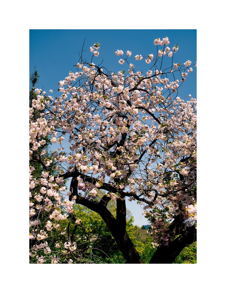 travel_w_lenses's tweet image. 📍Tokyo, Japan

Walking around Tokyo during the Spring of 2023. It was a long walk from Tokyo Tower to Shinjuku Gyoen National Garden.

Which one is your favourite photo?

#springintokyo #coloursofspringcontest #travelwithlenses #tokyostreets #visittokyo #1x #travelphoto