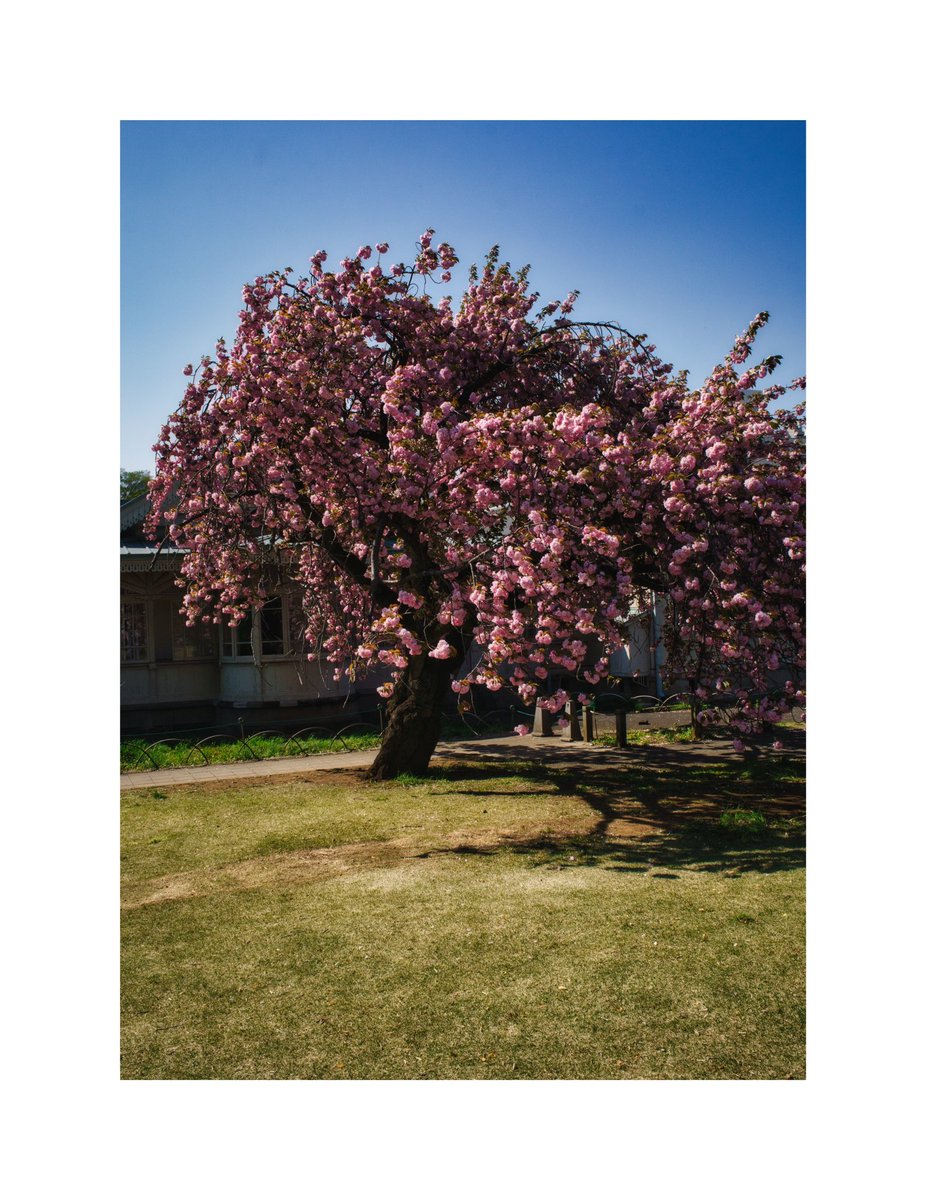 travel_w_lenses's tweet image. 📍Tokyo, Japan

Walking around Tokyo during the Spring of 2023. It was a long walk from Tokyo Tower to Shinjuku Gyoen National Garden.

Which one is your favourite photo?

#springintokyo #coloursofspringcontest #travelwithlenses #tokyostreets #visittokyo #1x #travelphoto