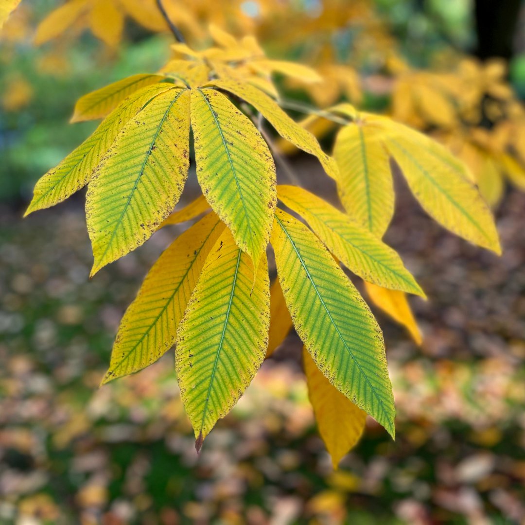 Backyard Patio Life tweet media