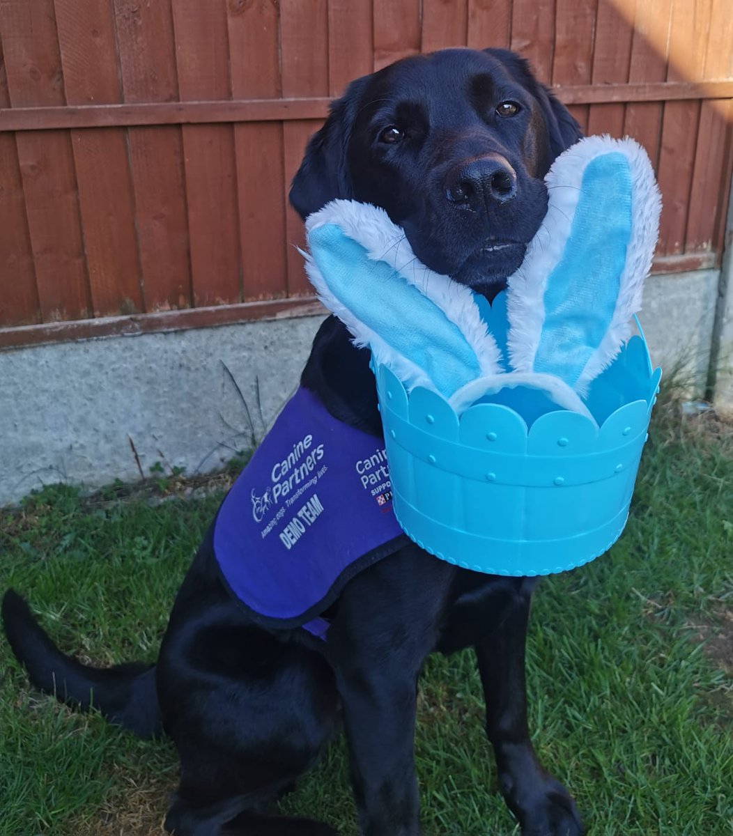 Happy Easter to all those who celebrate! An important reminder this Easter that chocolate is poisonous to dogs so please make sure you keep it far away from any greedy mouths! #Easter