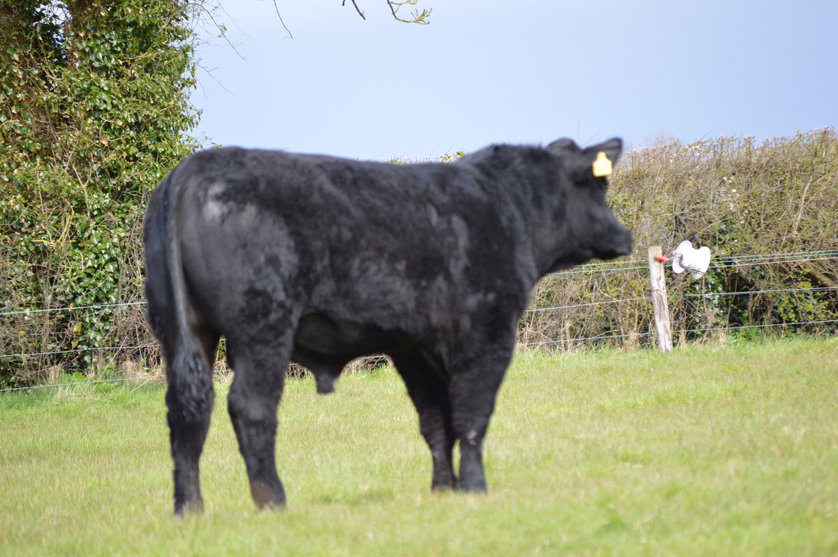 🥩Premium Bulls for Auction🥩Lemonfield Lord Jacques and Lemonfield WanderLust. Bandon Bull Sale April 3. Highest Carcass and DBI animals entered