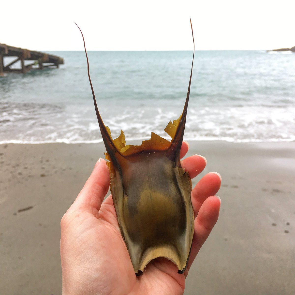 Happy Easter! 🐣 🌊 The eggcase of a small-eyed ray, found at Britain’s most southerly point a few years ago. Our seas are incredible.