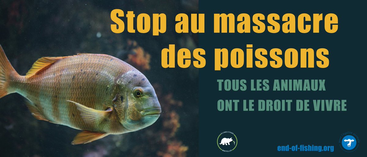 AllianceEthique's tweet image. Hier, pour la #JournéeMondialepourlaFindelaPêche, ns étions tous unis sur La Comédie #Montpellier, pour rendre visibles les invisibles, ceux qu'on n'entend pas crier, massacrés par milliards dans l'indifférence ! 
#StopPêche #Wodef #JMFP #SouffranceAnimale #seaspiracy #specisme