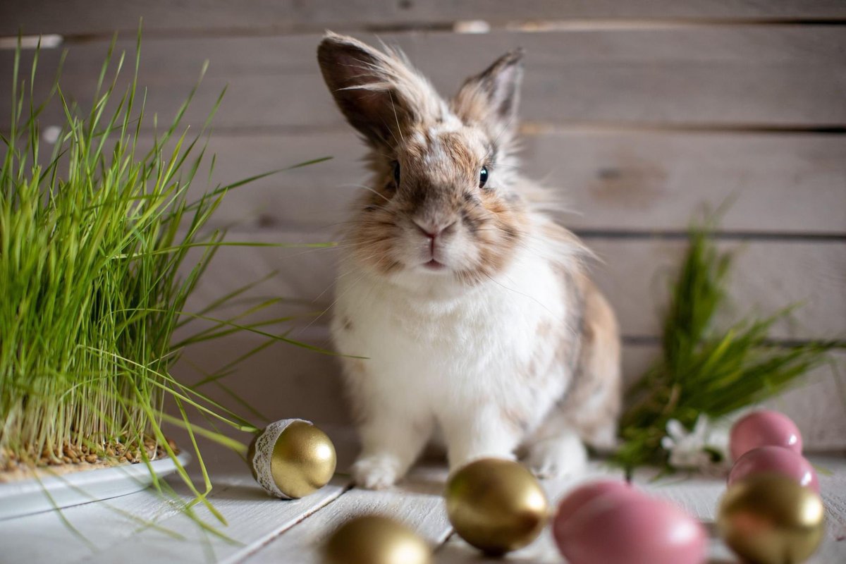🐣 Easter is a time for celebrating new beginnings and embracing the beauty of brighter days ahead 🌼
#happyeaster #newbeginnings #eastereggs #chocolateeggs #joy #bunnies #chicks #brighterdaysahead #springtime🌸