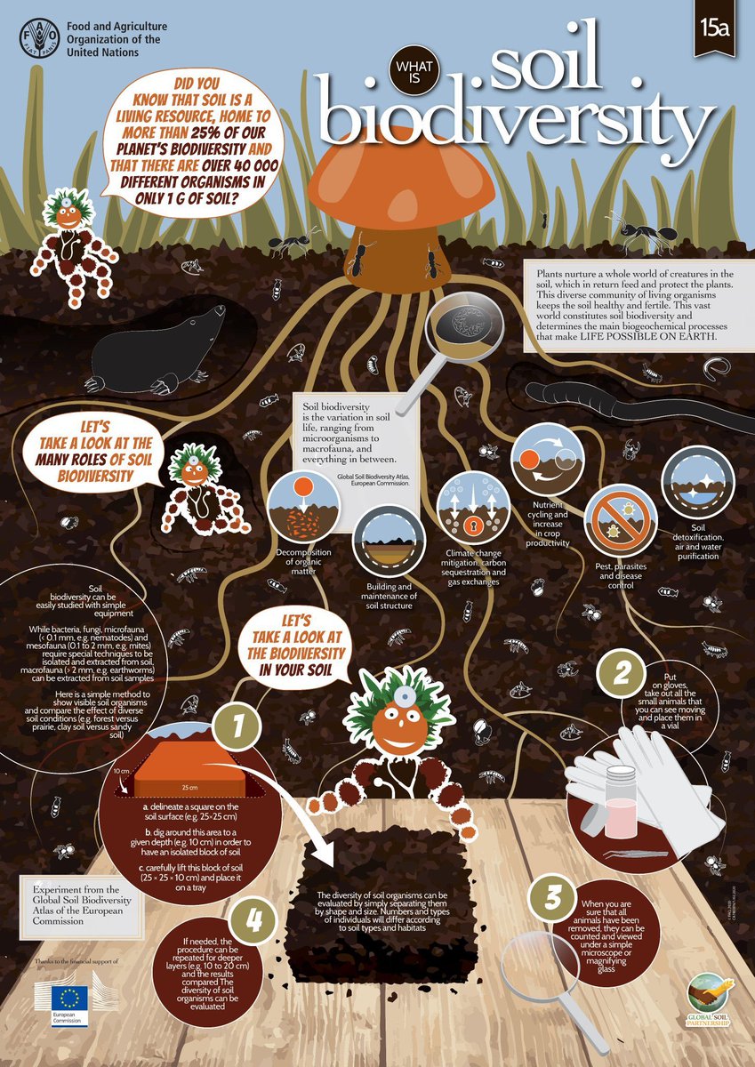 “Essentially, all life depends on soil, there can be no life without soil and no soil without life...” — Charles E. Kellogg, 1938 Discover what #SoilBiodiversity is and the critical roles it plays 🍄🪱🐛🐌 #SoilDoctors #SoilHealth #GlobalSoilPartnership fao.org/global-soil-pa…