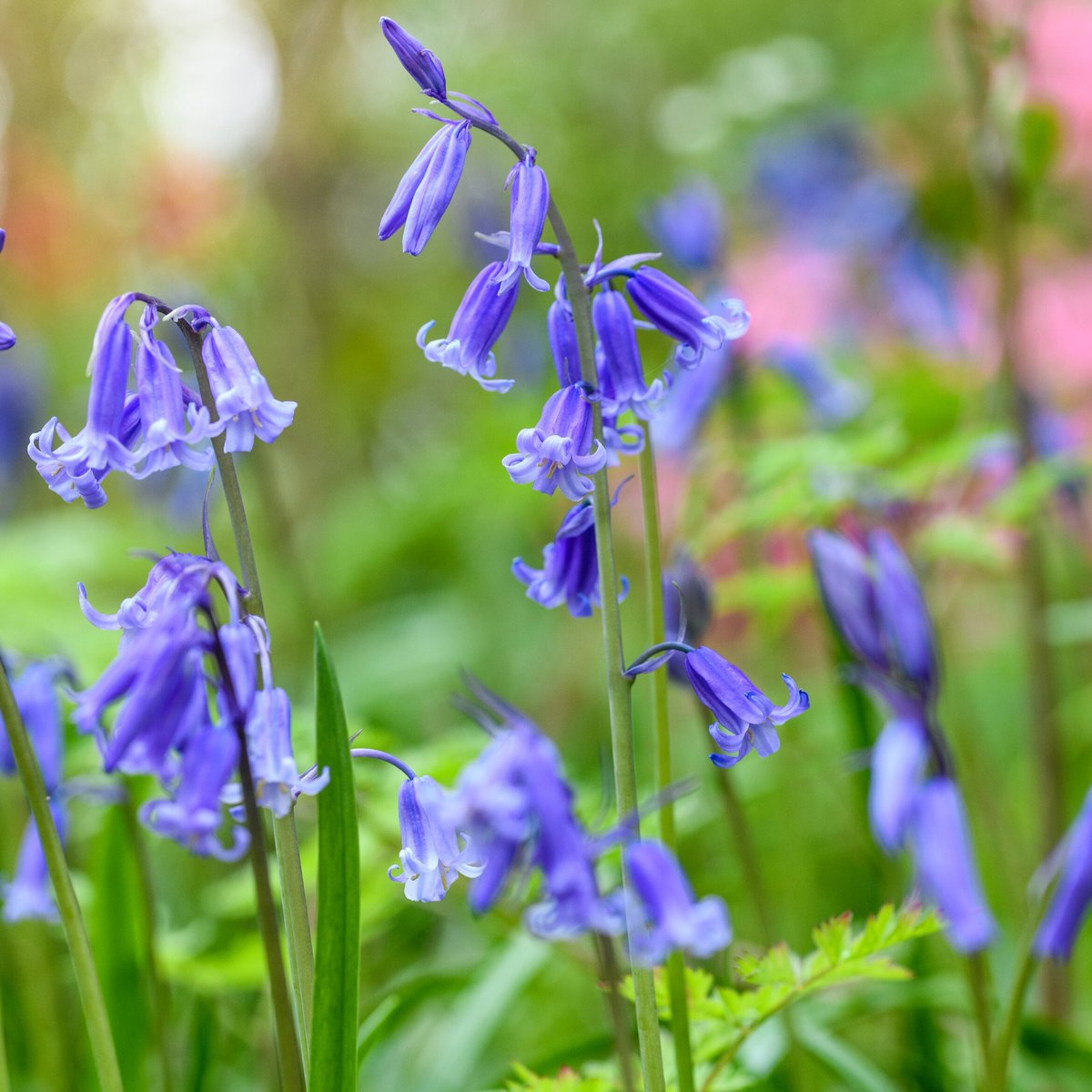 Wishing everyone a blooming marvellous Easter with some egg-quisite spring floral vibrance! 🐣