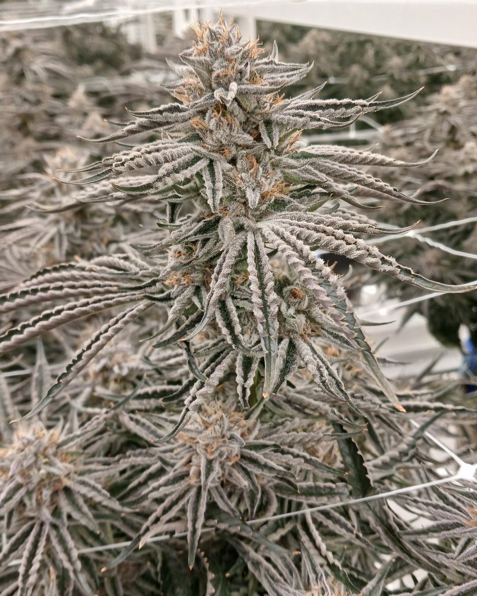 We're having a snowy Sunday today