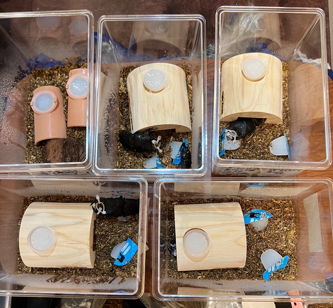 kuwagataYchan's tweet image. 2024年オオクワガタのブリードを始めました😁
我が家は、11ラインの予定です！
KLBにも参加させて頂きます。
みなさま、よろしくお願いします🙇
#KLB