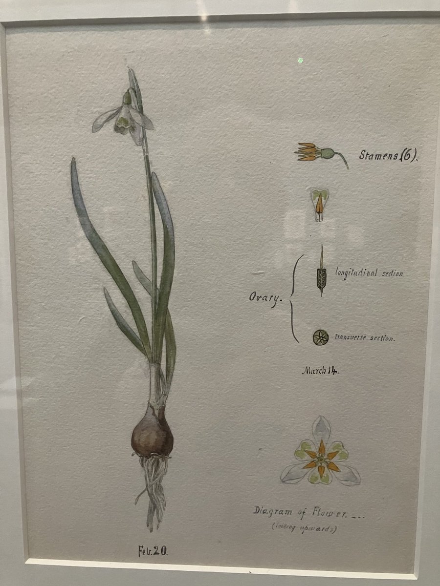 This is ‘Biography of a Snowdrop’ by Edith Spiller. It features in the latest ⁦@SheffMuseums⁩ show Hand, Head and Heart. It’s also the inspiration for the ⁦@fierydes⁩ poem ‘An Afternoon’ which was the focus of our conversation in this podcast: podbean.com/wlei/pb-5fw9r-…