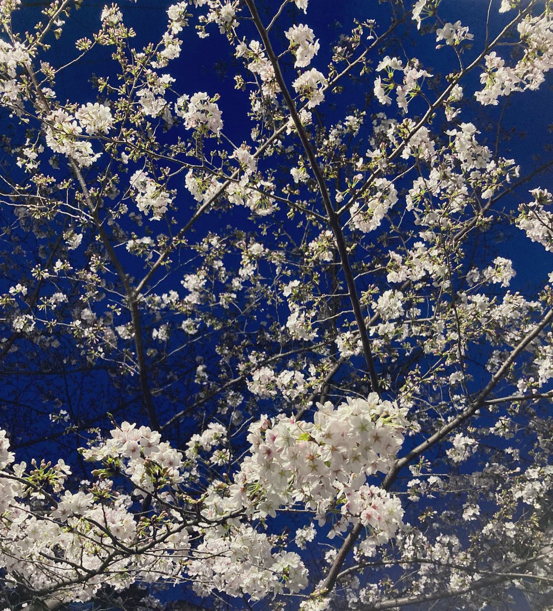 Chuorider's tweet photo. 中央線に春が来た🌸🌸

#さくら
#夜さくら 
#桜
#中央線
#電車
#cherryblossoms
#photographs 
#FLOWER
#train https://t.co/wJlOuBBA9L
