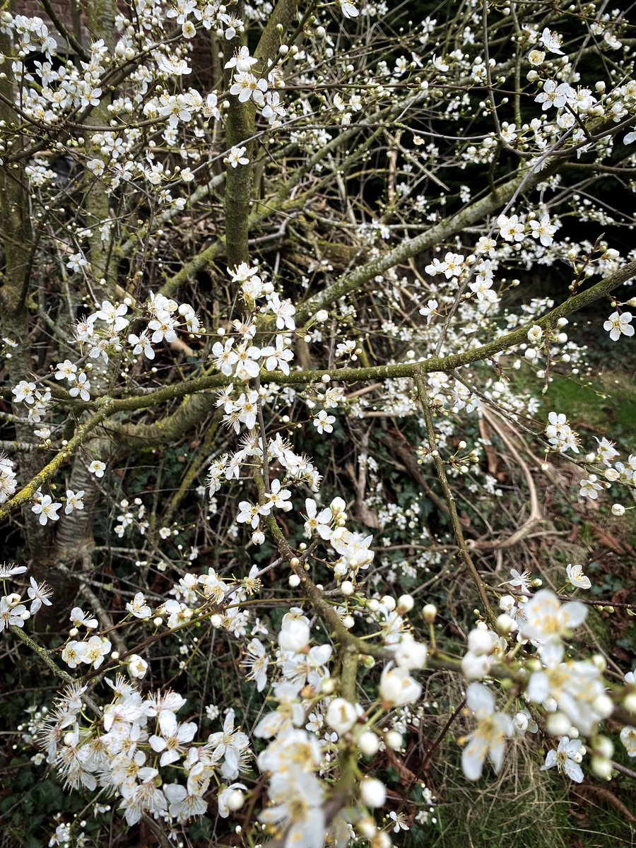 HollyOakLife's tweet image. #february よく見るこの微かに香る白いお花を咲かす木さん大好きなのだけど名前は今だに知らないでいる🥹我が家にもいてくれて嬉しい✨ #februarygarden #frenchcountryliving #countrylife #庭の花 #フランス生活 #田舎暮らし #庭のある暮らし #2月の庭 #フランス