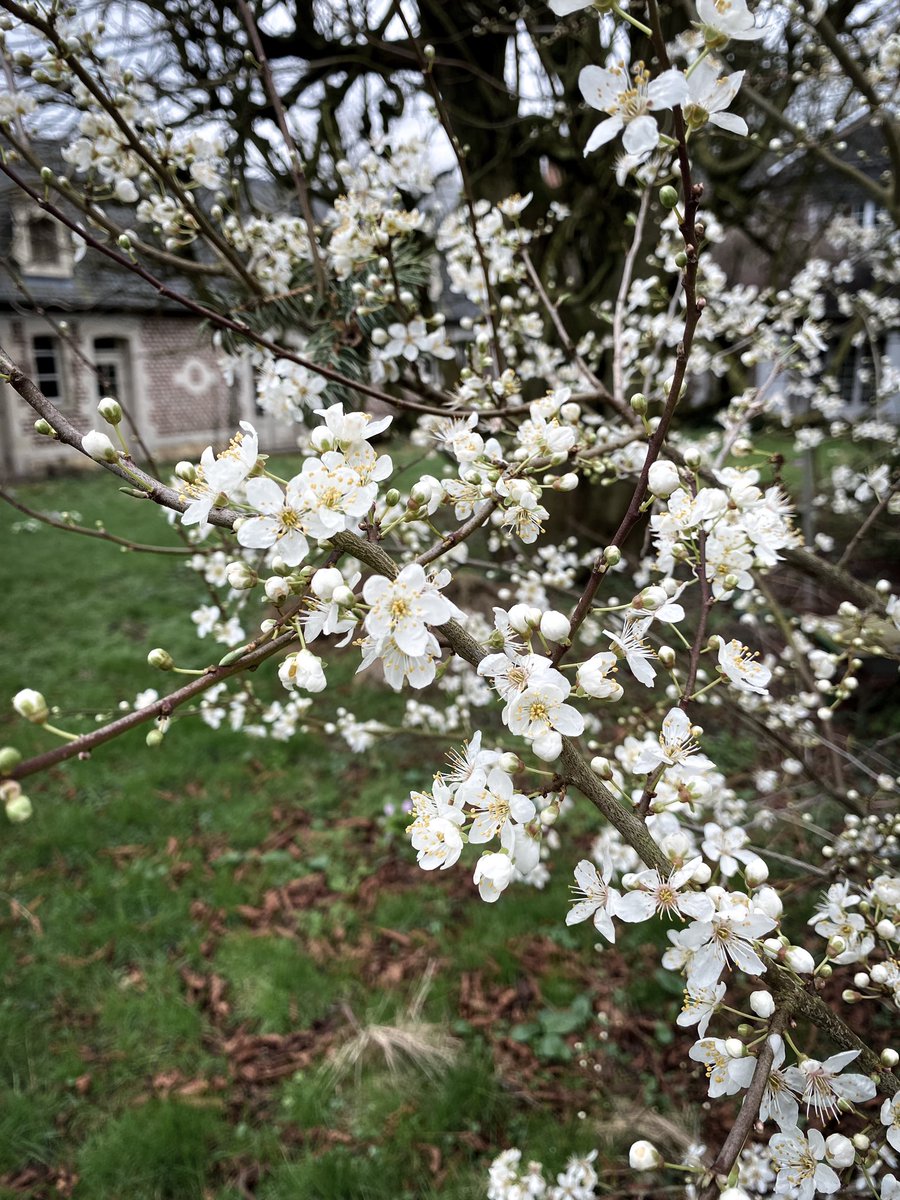 HollyOakLife's tweet image. #february よく見るこの微かに香る白いお花を咲かす木さん大好きなのだけど名前は今だに知らないでいる🥹我が家にもいてくれて嬉しい✨ #februarygarden #frenchcountryliving #countrylife #庭の花 #フランス生活 #田舎暮らし #庭のある暮らし #2月の庭 #フランス