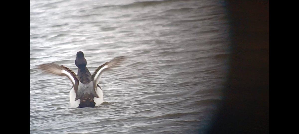 1st winter drake lesser scaup Cardiff Bay Wetland Reserve this morning #glambirds