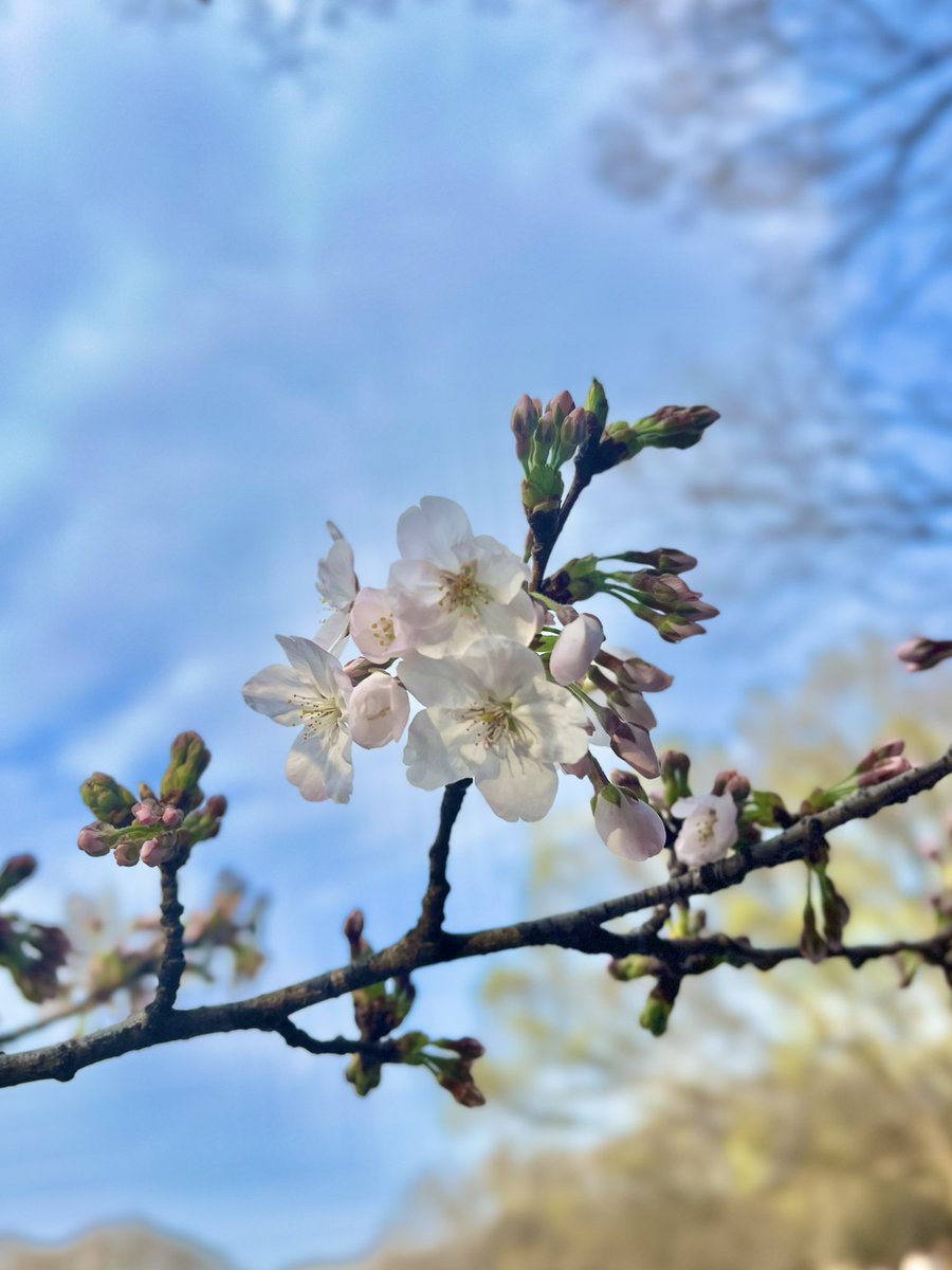 桜の季節です🌸
来週満開かな！！