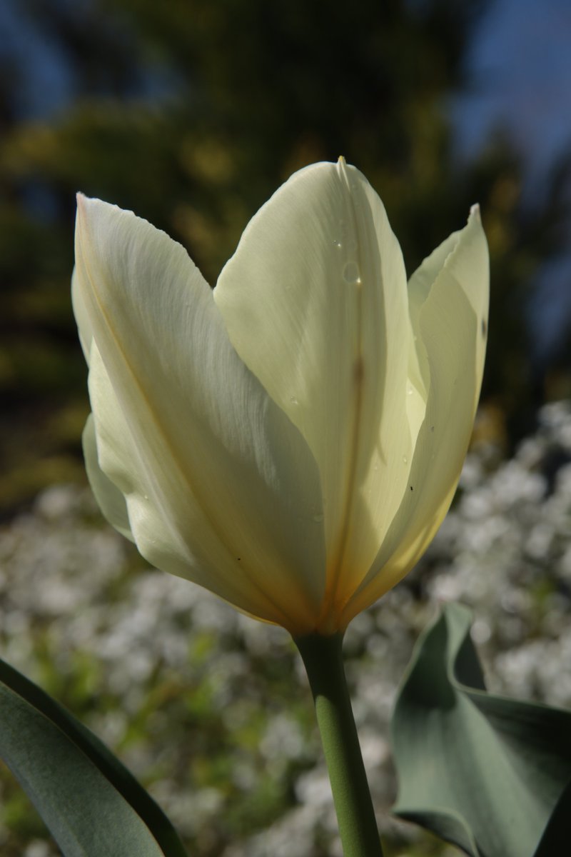 Tulip 😃
