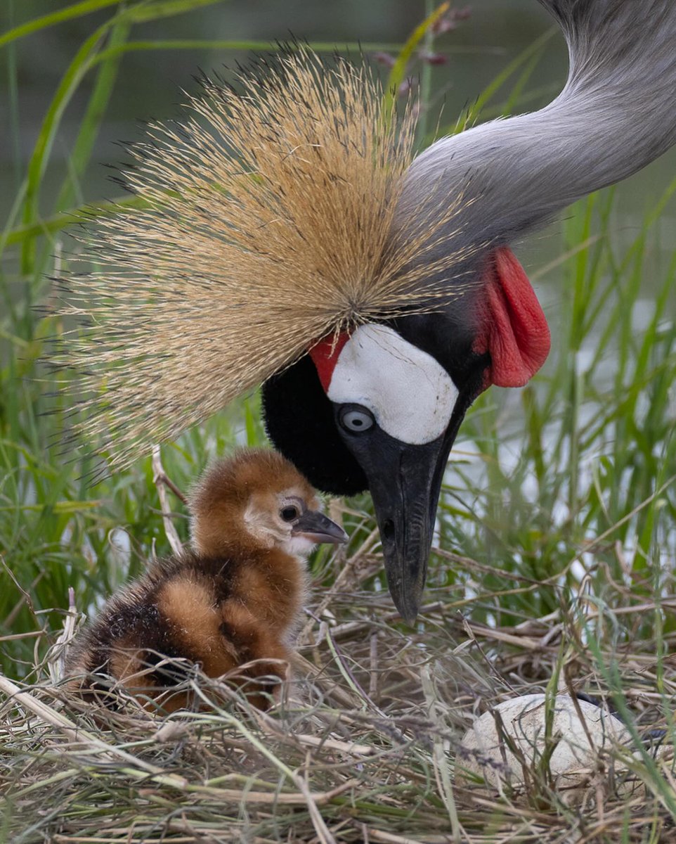 KichecheCamps's tweet photo. Easter @KichecheCamps  epitomized by this Grey Crowned Crane with her one-hour-old chick, with the sibling still sleeping inside his egg home for another couple of hours! 
#📷 @lauradyerphotography https://t.co/FpMkdjbedt